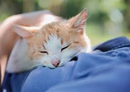 Why Do Cats Lay on Your Chest? Signs of Trust 2026
