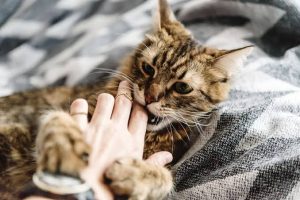 Why Is My Cat Biting Me? Causes & How to Stop It 2026