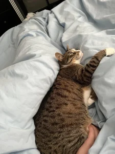 Why Does My Cat Sleep at My Feet? What It Means 2026