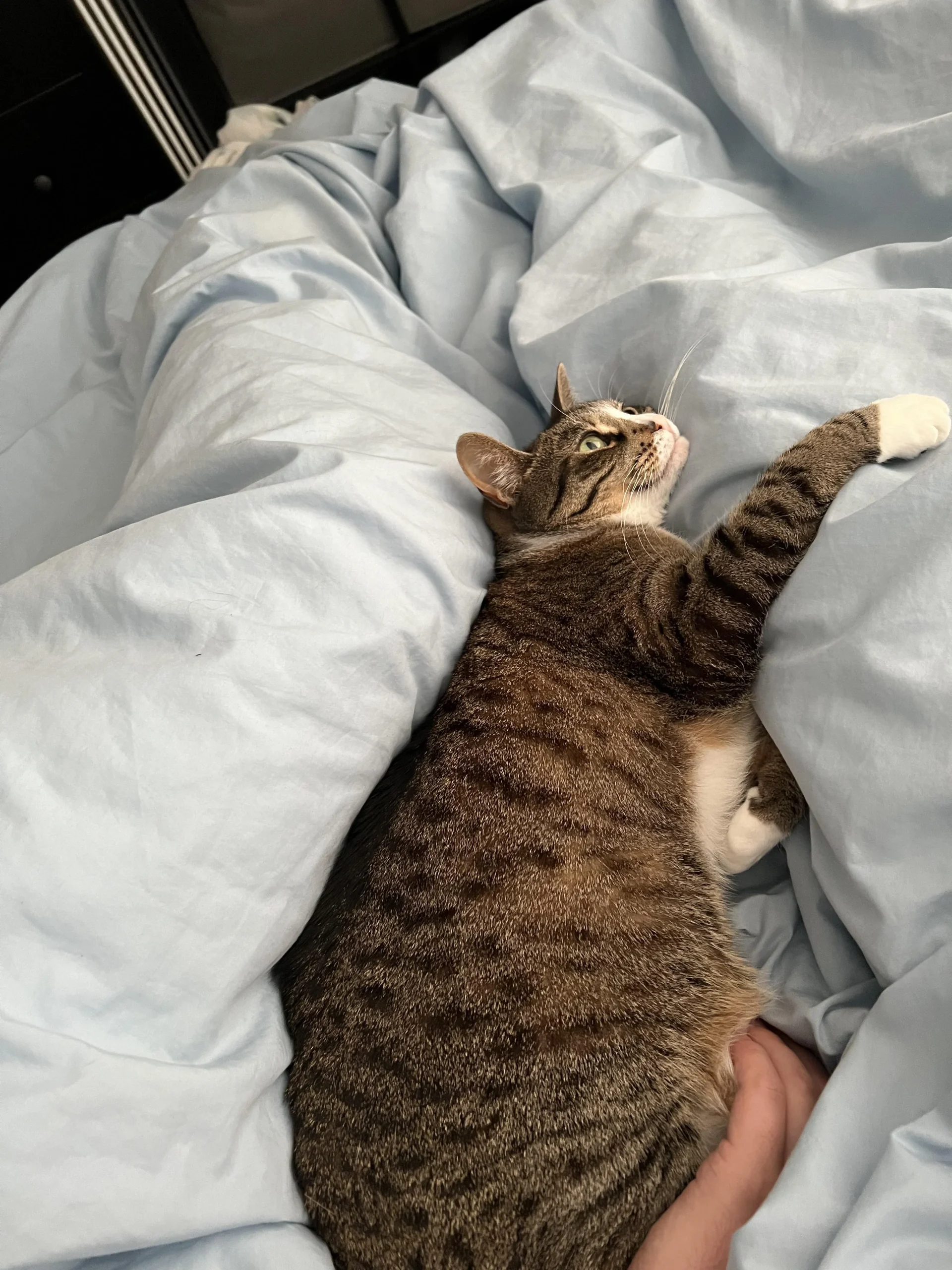 Why Does My Cat Sleep at My Feet? What It Means 2026