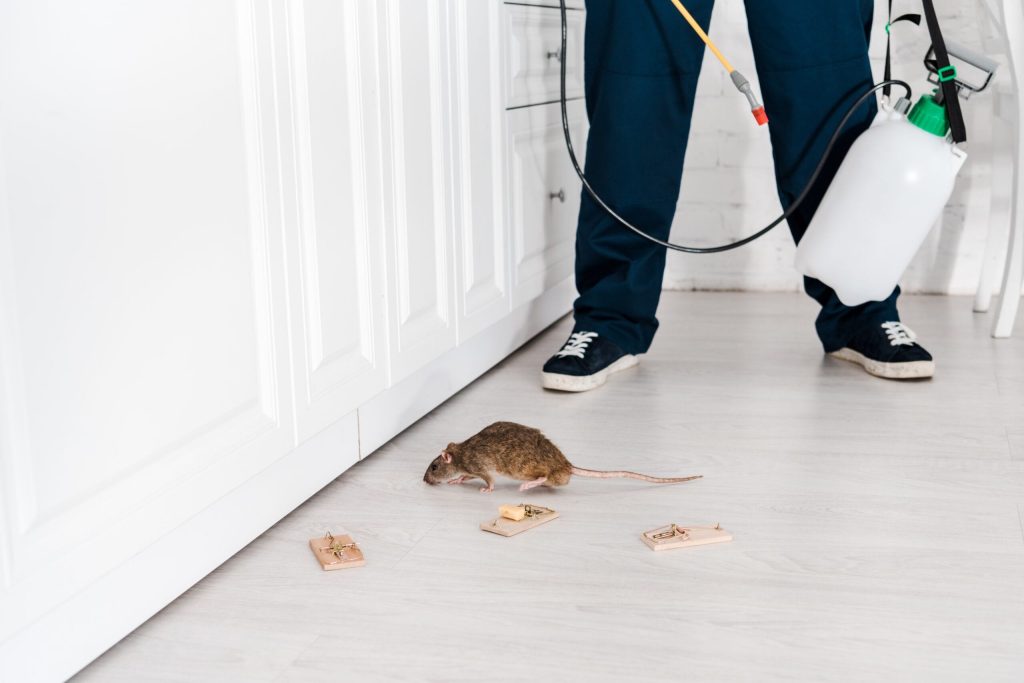 Why Pests Keep Coming Back and How to Stop Them