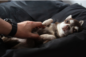 Finding the Right Chihuahua Puppy Online: Best Breeders and Adoption Platforms