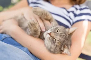 Why Do Cats Bite When You Pet Them? Real Reasons 2026
