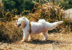 Why Do Dogs Kick After Pooping? Truth Revealed 2026