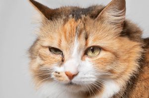 Why Does My Cat Have Eye Boogers? Causes & Treatment 2026