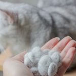 Why Does My Cat Have a Bald Spot? Fleas or Ringworm? 2026