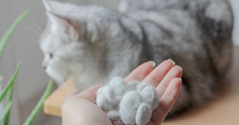 Why Does My Cat Have a Bald Spot? Fleas or Ringworm? 2026