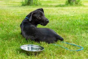 Why Won’t My Dog Drink Water? Common Reasons 2026