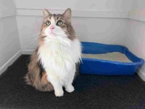 Why Do Cats Cover Their Poop? Cat Behavior Guide 2026