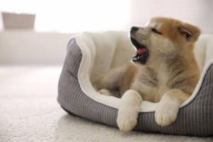 Why Does My Dog Yawn When I Pet Him? Signs to Know 2026
