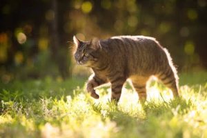 Why Is My Cat Limping? Injury or Illness? 2026