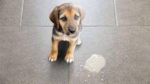 Why Do Dogs Eat Their Vomit? Health Risks 2026