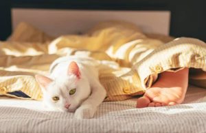 Why Does My Cat Sleep by My Feet? What It Means 2026