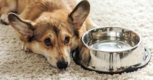 Why Is My Dog Not Drinking Water But Eating? Causes 2026
