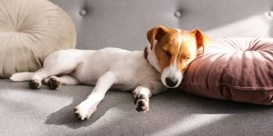 Why Does My Dog Snore? Reasons & Home Remedies 2026