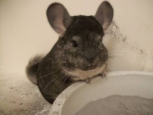 Why Can’t Chinchillas Get Wet? Safe Cleaning Tips 2026