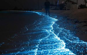Why Does Cocoa Beach Glow at Night? Ocean Secret 2026