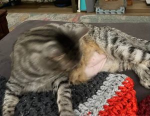 Why Is My Cat Losing Hair on Her Belly and Legs? Signs 2026