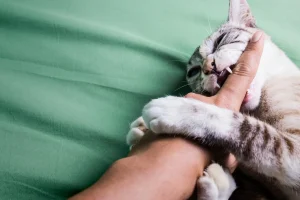 Why Does My Cat Keep Biting Me? Cat Behavior 2026
