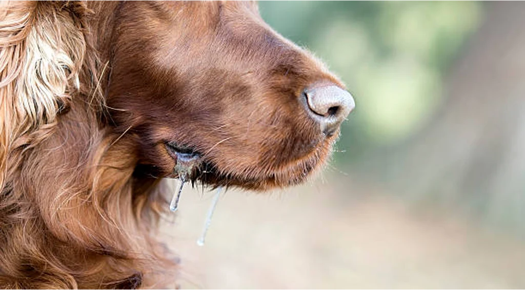 Why Is My Dog Drooling So Much All of a Sudden? Causes 2026