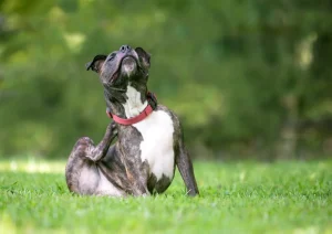 Why Does My Dog Keep Scratching? Causes and When to Worry 2026