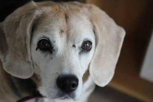 Why Do Dogs Get Skin Tags? Causes, Warning Signs, and What To Do 2026