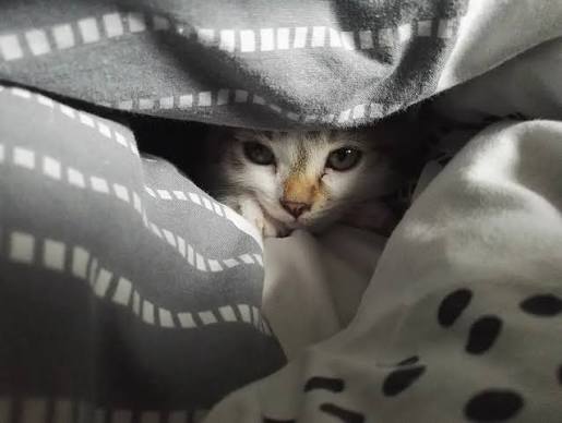 Why Are My Cat’s Ears Cold? Causes & Solutions 2026