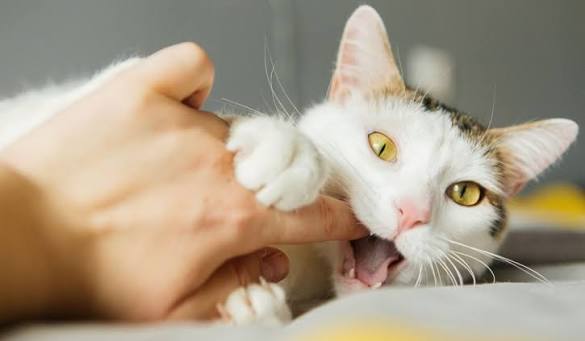 Why Do Cats Love Bite? The Real Reasons Behind Feline Love Nibbles 2026