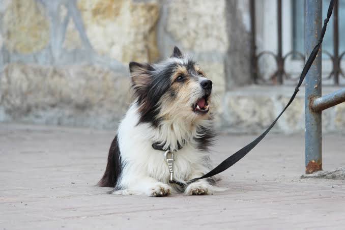 Why Does My Dog Keep Coughing and Gagging? Vet Guide 2026