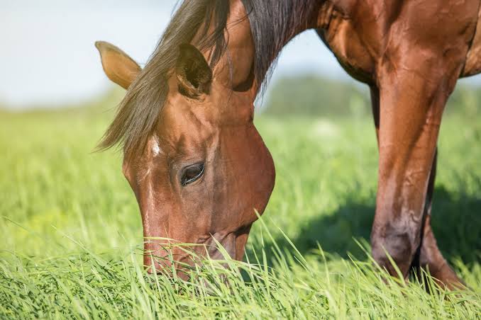 Why Can't Horses Throw Up? The Science Explained 2026