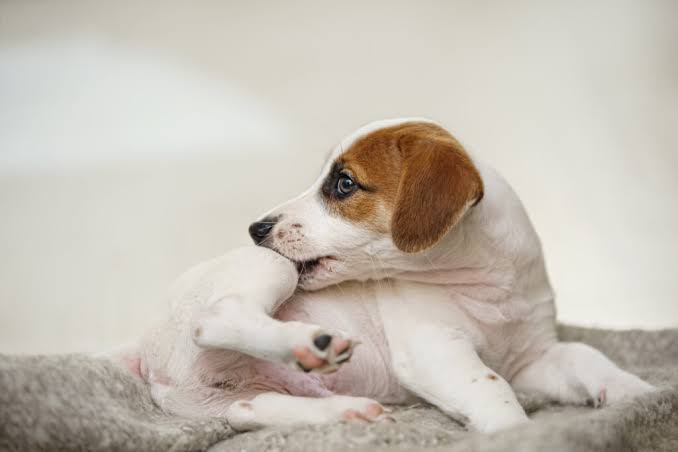 Why Does My Dog Keep Scratching? Causes and When to Worry 2026