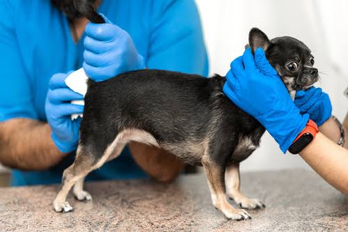 Why Do Dogs Scoot on Their Butt? Causes & Treatment 2026