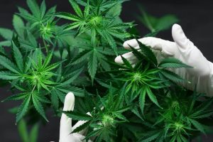 How to Create a Stable Environment for Young Cannabis Plants