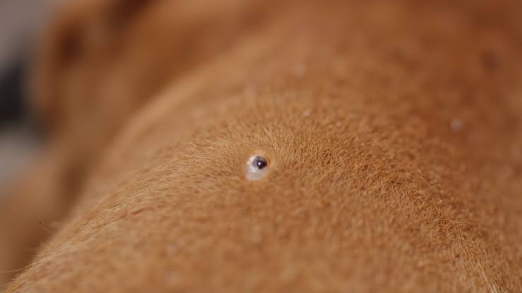 Why Do Dogs Get Skin Tags? Causes, Warning Signs, and What To Do 2026