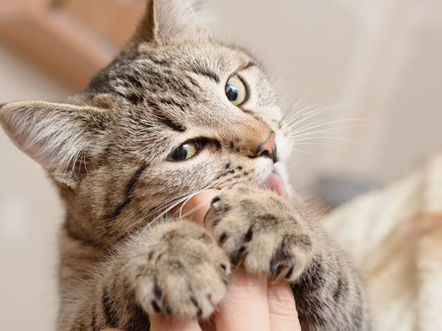 Why Do Cats Love Bite? The Real Reasons Behind Feline Love Nibbles 2026