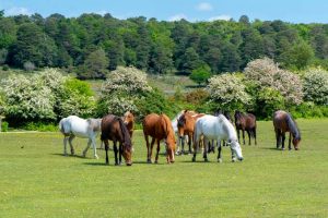 Why Can’t Horses Throw Up? The Science Explained 2026