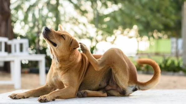 Why Does My Dog Keep Scratching? Causes and When to Worry 2026