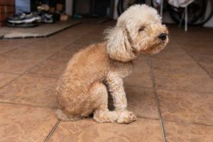 Why Do Dogs Scoot on Their Butt? Causes & Treatment 2026
