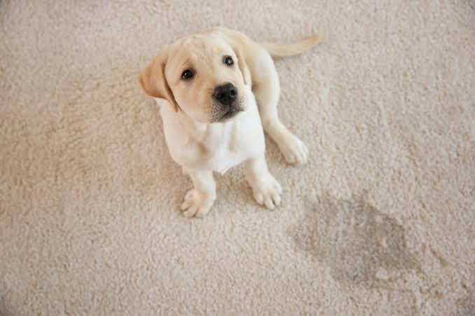 Why Does My Dogs Pee Smell So Bad? Causes & Fixes 2026