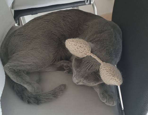 Why Are My Cat’s Ears Cold? Causes & Solutions 2026