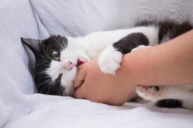Why Do Cats Love Bite? The Real Reasons Behind Feline Love Nibbles 2026