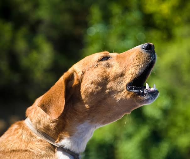 Why Does My Dog Keep Coughing and Gagging? Vet Guide 2026