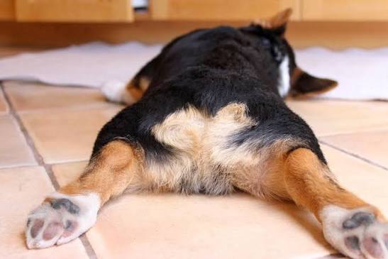 Why Do Dogs Scoot on Their Butt? Causes & Treatment 2026