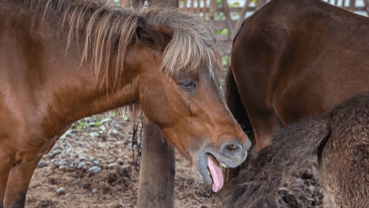 Why Can't Horses Throw Up? The Science Explained 2026