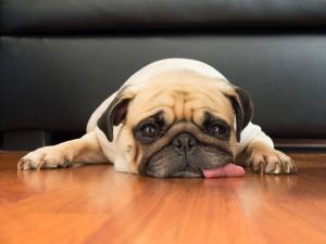 Why Does My Dog Lick the Carpet? Causes & Fixes 2026