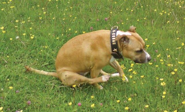 Why Do Dogs Scoot on Their Butt? Causes & Treatment 2026