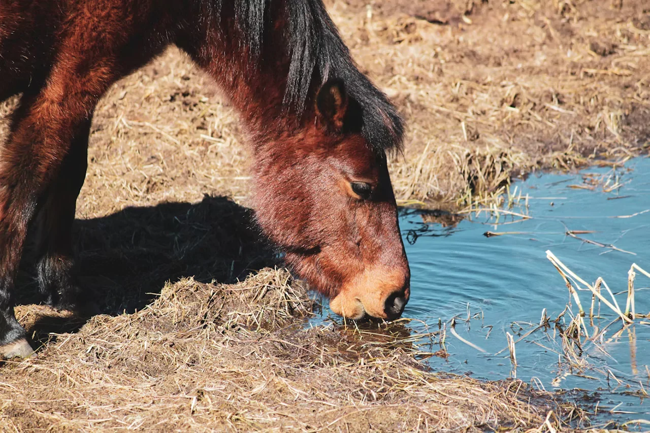 Why Can't Horses Throw Up? The Science Explained 2026