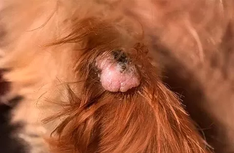 Why Do Dogs Get Skin Tags? Causes, Warning Signs, and What To Do 2026