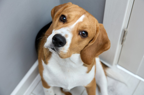 Why Do Dogs Get Skin Tags? Causes, Warning Signs, and What To Do 2026